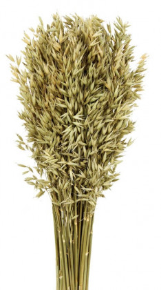 AVENA SATIVA TOSTADO