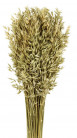 AVENA SATIVA TOSTADO