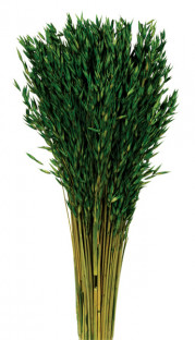 AVENA SATIVA VERDE ABETO