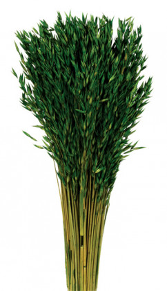 AVENA SATIVA VERDE ABETO