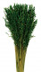 AVENA SATIVA VERDE ABETO