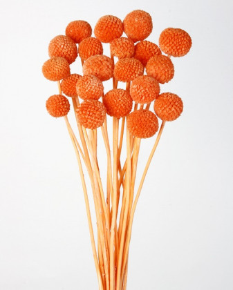 CRASPEDIA PRES. NARANJA