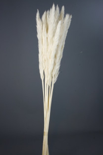 PLUMA PHRAGMITES BLANCA