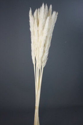 PLUMA PHRAGMITES BLANCA
