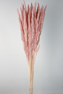 PLUMA PHRAGMITES ROSA