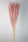 PLUMA PHRAGMITES ROSA