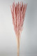 PLUMA PHRAGMITES ROSA