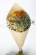 GYPSOPHILLA PRES. MIX RAINBOW