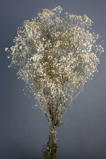 GYPSOPHILLA PRES. BLANCA