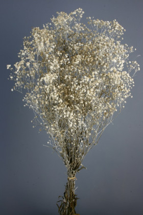 GYPSOPHILLA PRES. BLANCA