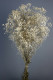 GYPSOPHILLA PRES. BLANCA