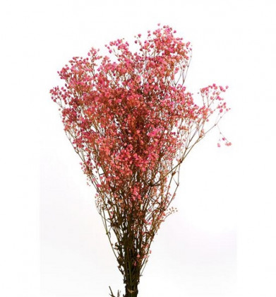 GYPSOPHILLA PRES. ROSA