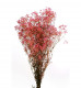 GYPSOPHILLA PRES. ROSA