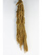AMARANTHUS CAUDATUS PRES. NATURAL