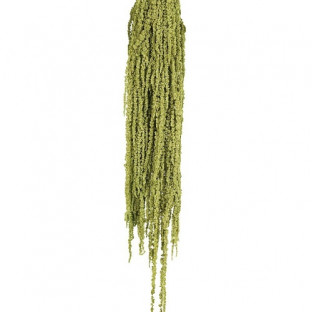 AMARANTHUS CAUDATUS PRES. VERDE