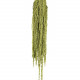 AMARANTHUS CAUDATUS PRES. VERDE