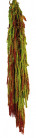 AMARANTHUS CAUDATUS PRES. BICOLOR VERDE
