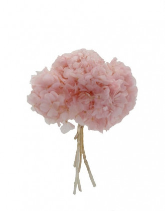 HYDRANGEA PRESERVADA ROSA