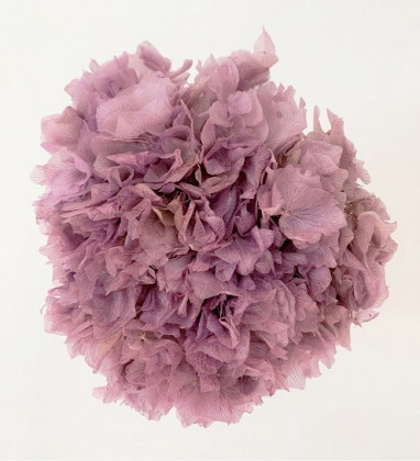 HYDRANGEA PRESERVADA LAVANDA