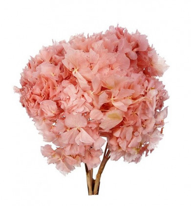 HYDRANGEA PRESERVADA ROSA NUDE