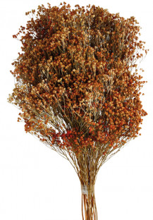 BROOM NARANJA TOSTADO