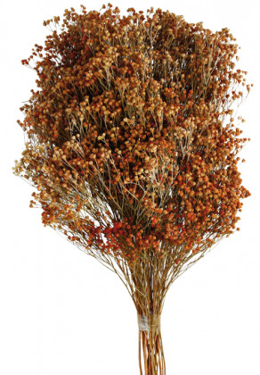 BROOM NARANJA TOSTADO