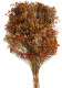BROOM NARANJA TOSTADO