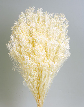 BROOMS BLANCO
