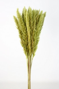 PLUMA PHRAGMITES VERDE