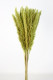PLUMA PHRAGMITES VERDE