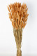 LAGURUS 60CM NARANJA