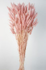 LAGURUS 60CM ROSA
