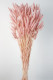 LAGURUS 60CM ROSA