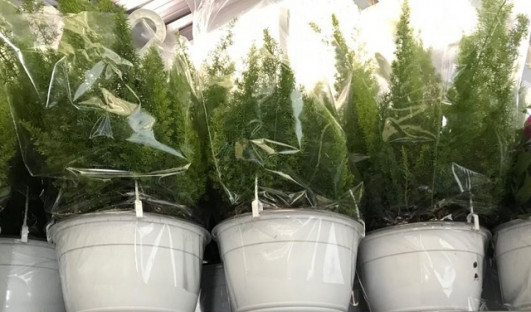 ASPARAGUS Ø22