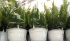 ASPARAGUS Ø22
