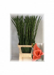 GLADIOLO LA NEW RELEASE 120CM X10 TLLS. ROSA