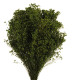 BROOMS VERDE ABETO