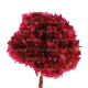 HYDRANGEA PRESERVADA CEREZA