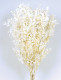RUSCUS PRES BLANCO.