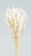 AVENA SATIVA BLANCA