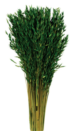 AVENA SATIVA VERDE ABETO