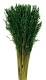 AVENA SATIVA VERDE ABETO