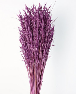 AVENA SATIVA LAVANDA