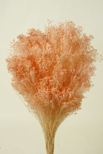 BROOMS ROSA