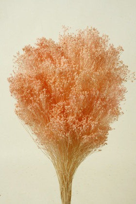 BROOMS ROSA