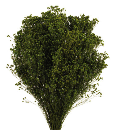 BROOMS VERDE ABETO