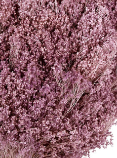 BROOMS LILA