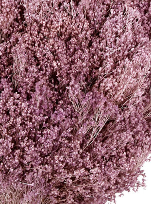 BROOMS LILA