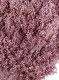 BROOMS LILA
