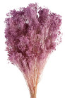 BROOMS LAVANDA